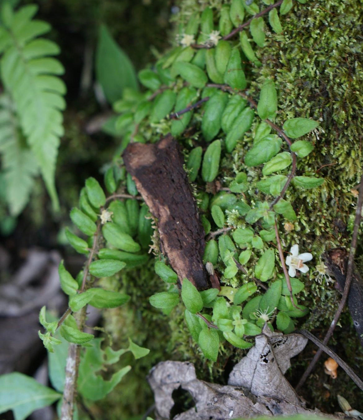 Neomortonia sp. Napo