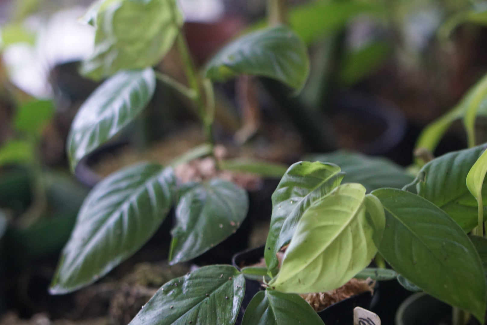 Philodendron sp. Panama 3 ABG