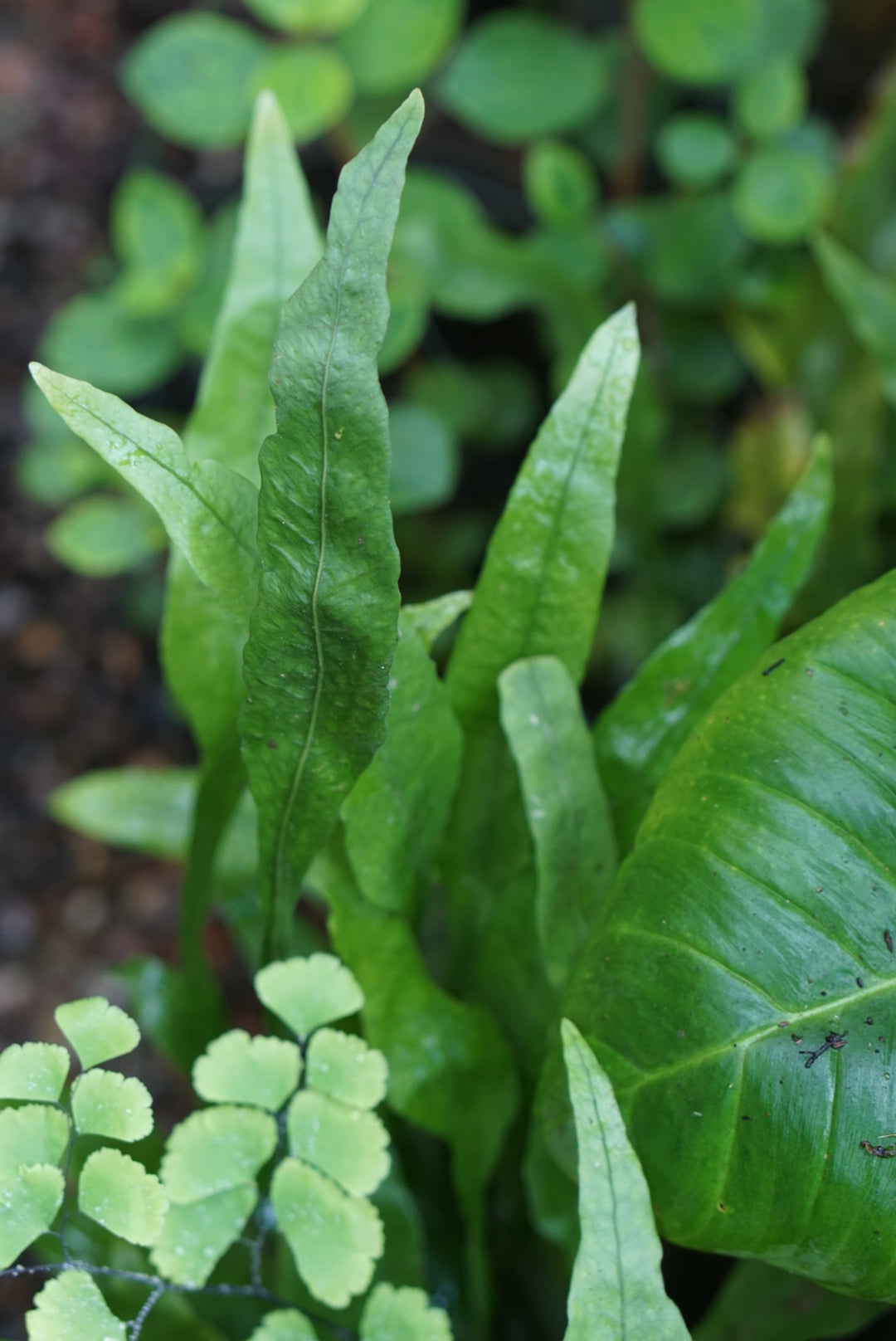 Fern sp. Amazonas (D.C. Botanic Garden)