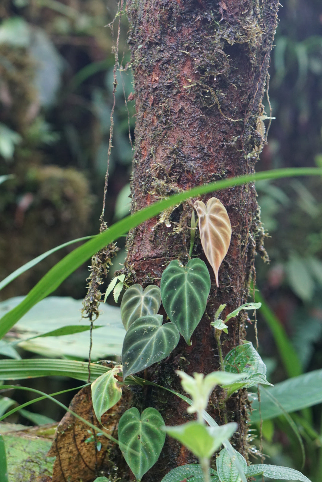 Philodendron verrucosum 'Nariño'