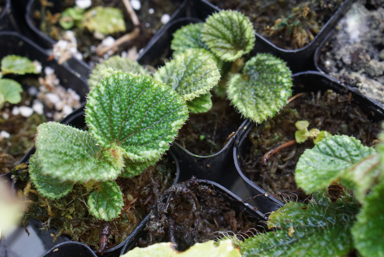 Begonia sp. Sanggau 1