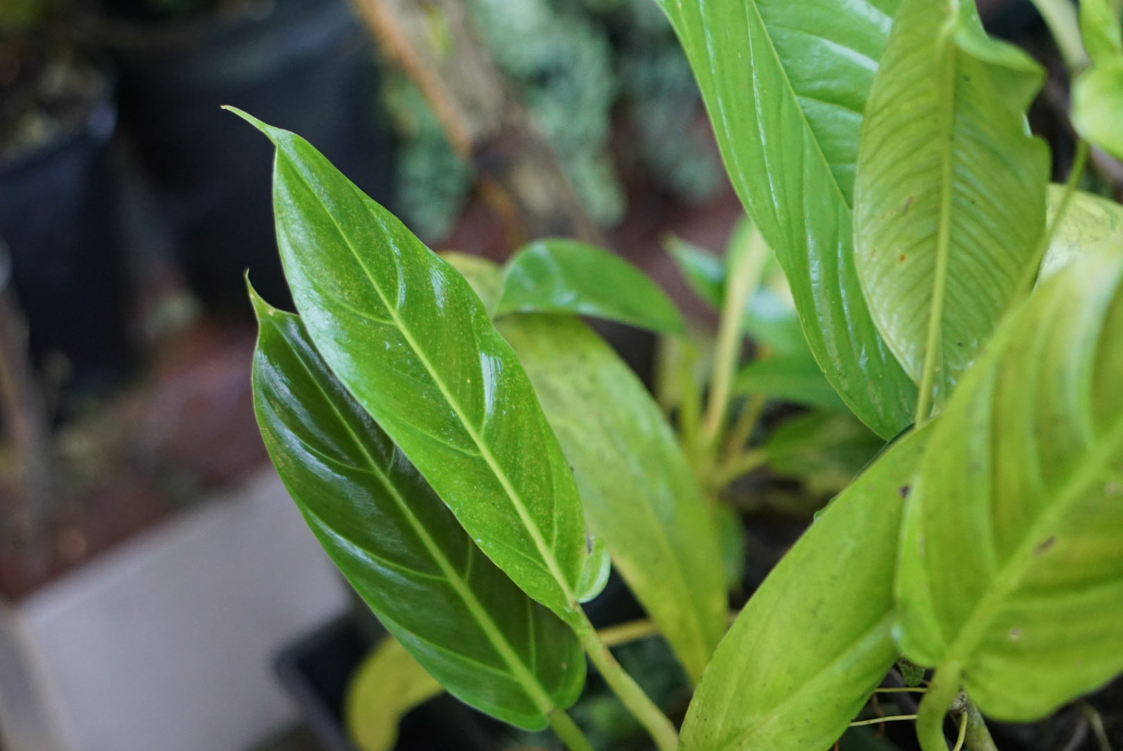 Philodendron subhastatum