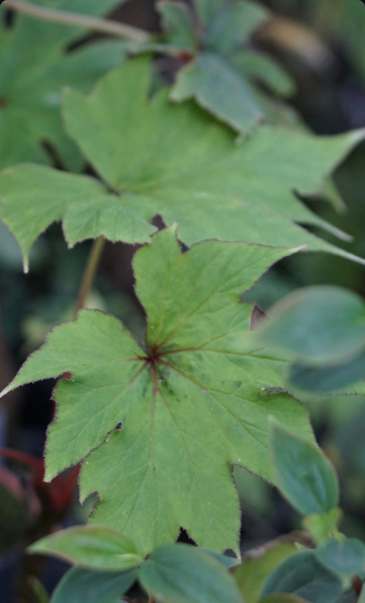 Begonia ludwigii