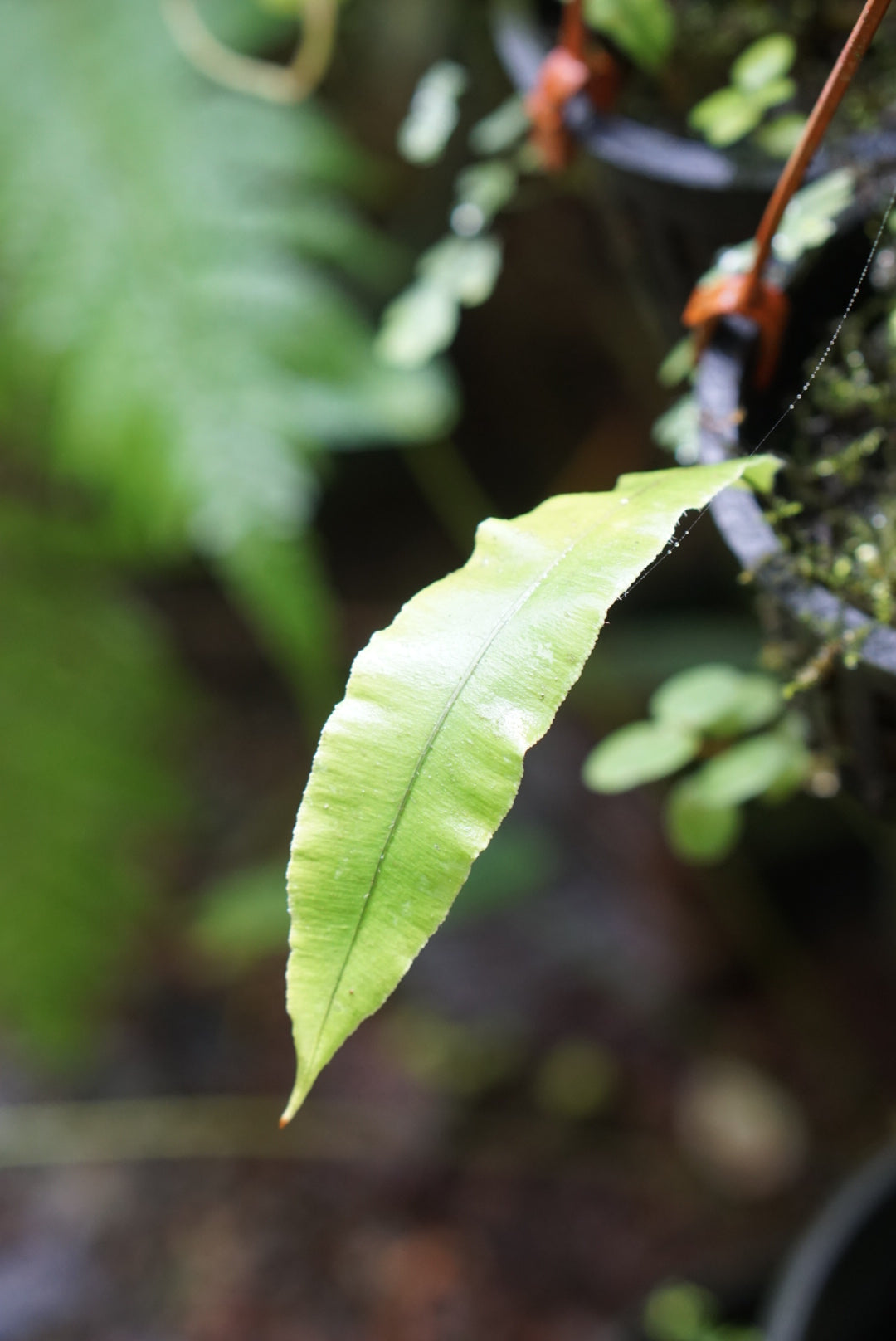 Oleandra sp. Amazonas