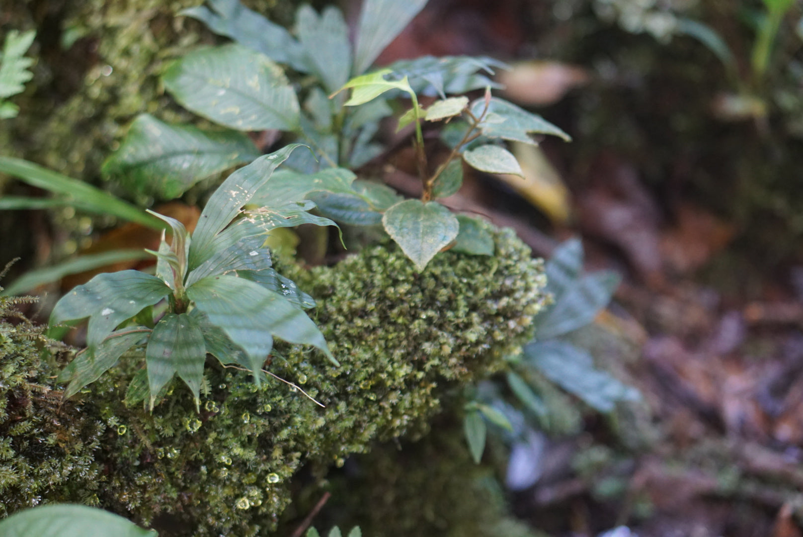 Dicranopygium sp. Narino 'Green'