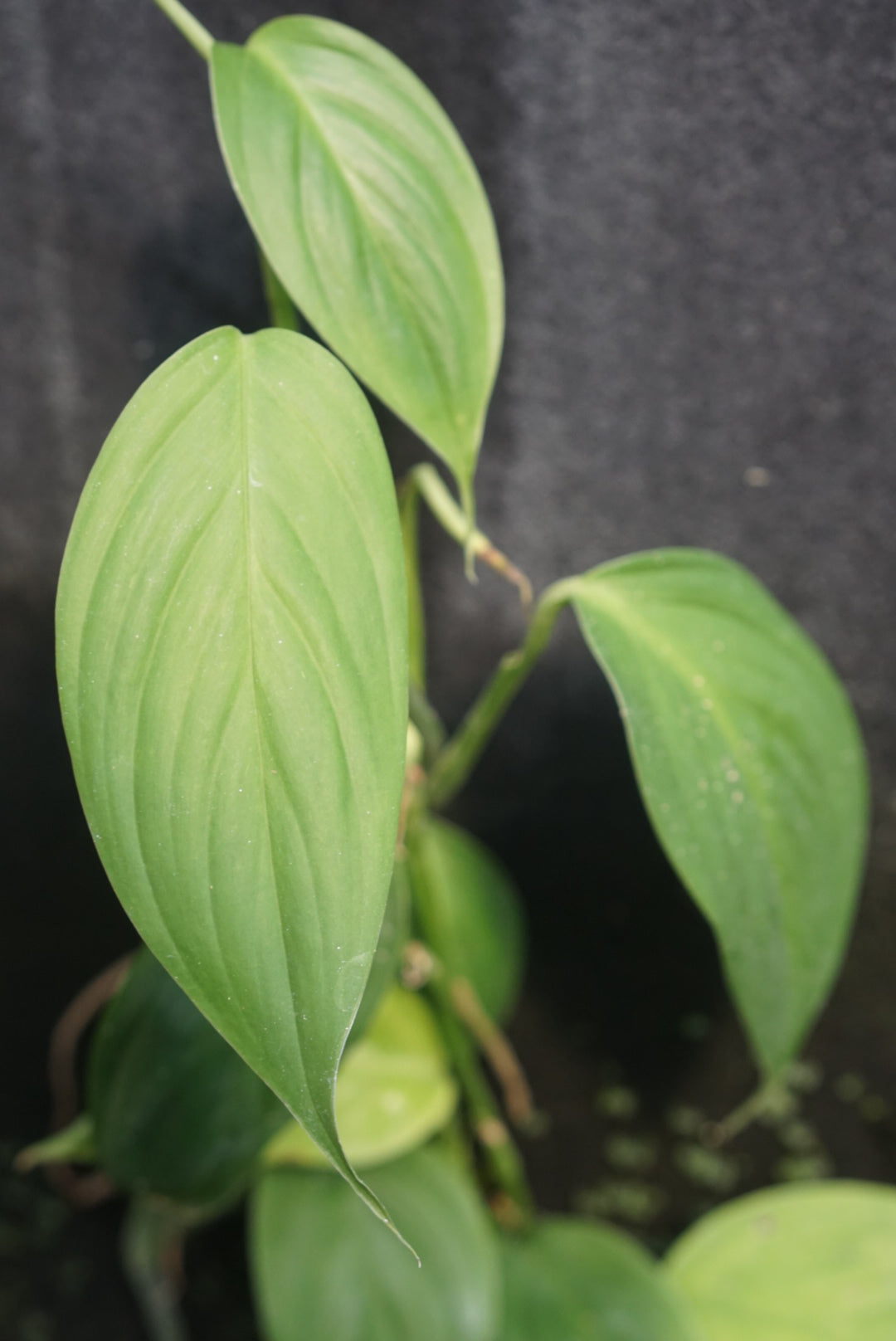 Epipremnum sp. Kapit