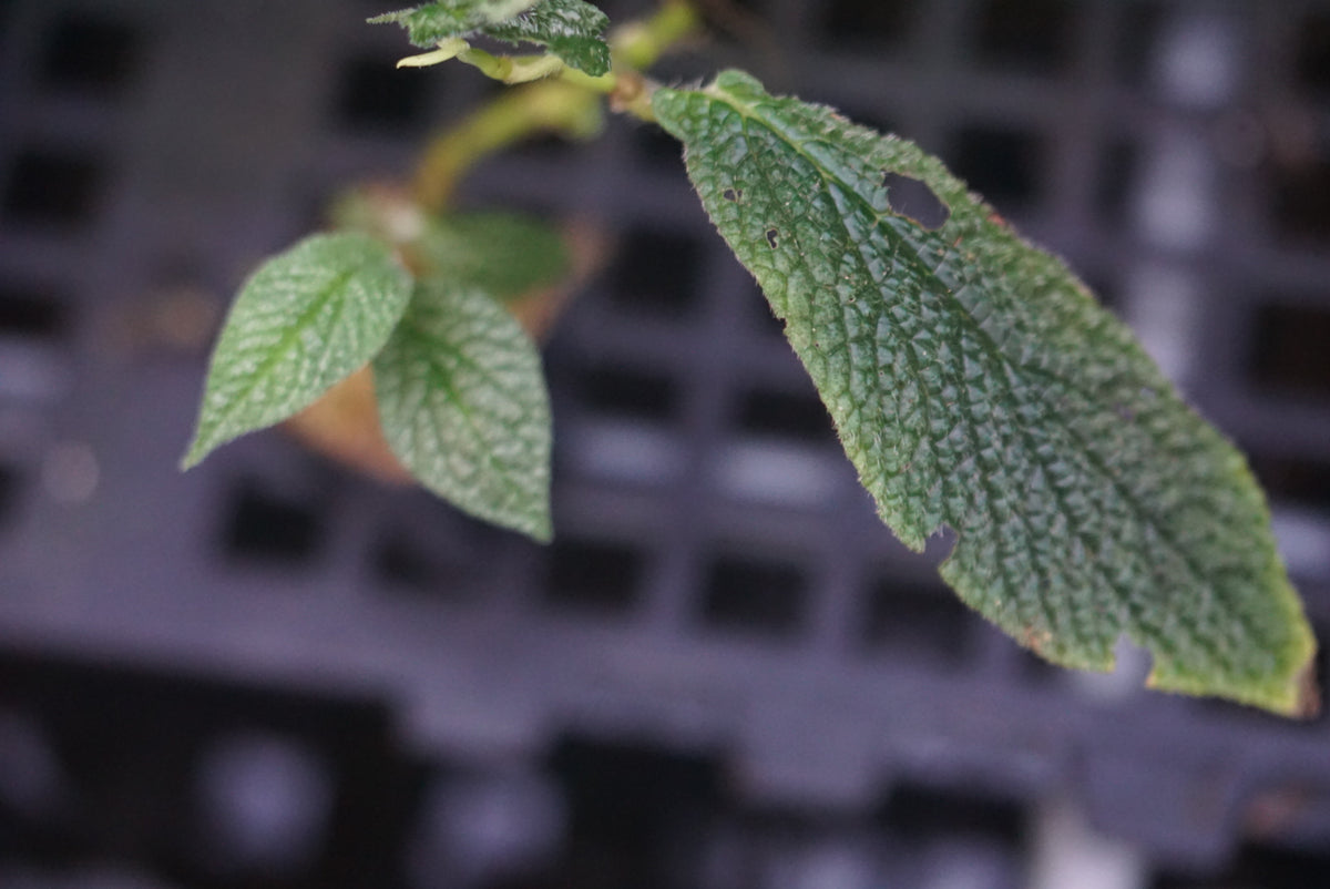 Piper appendiculatum