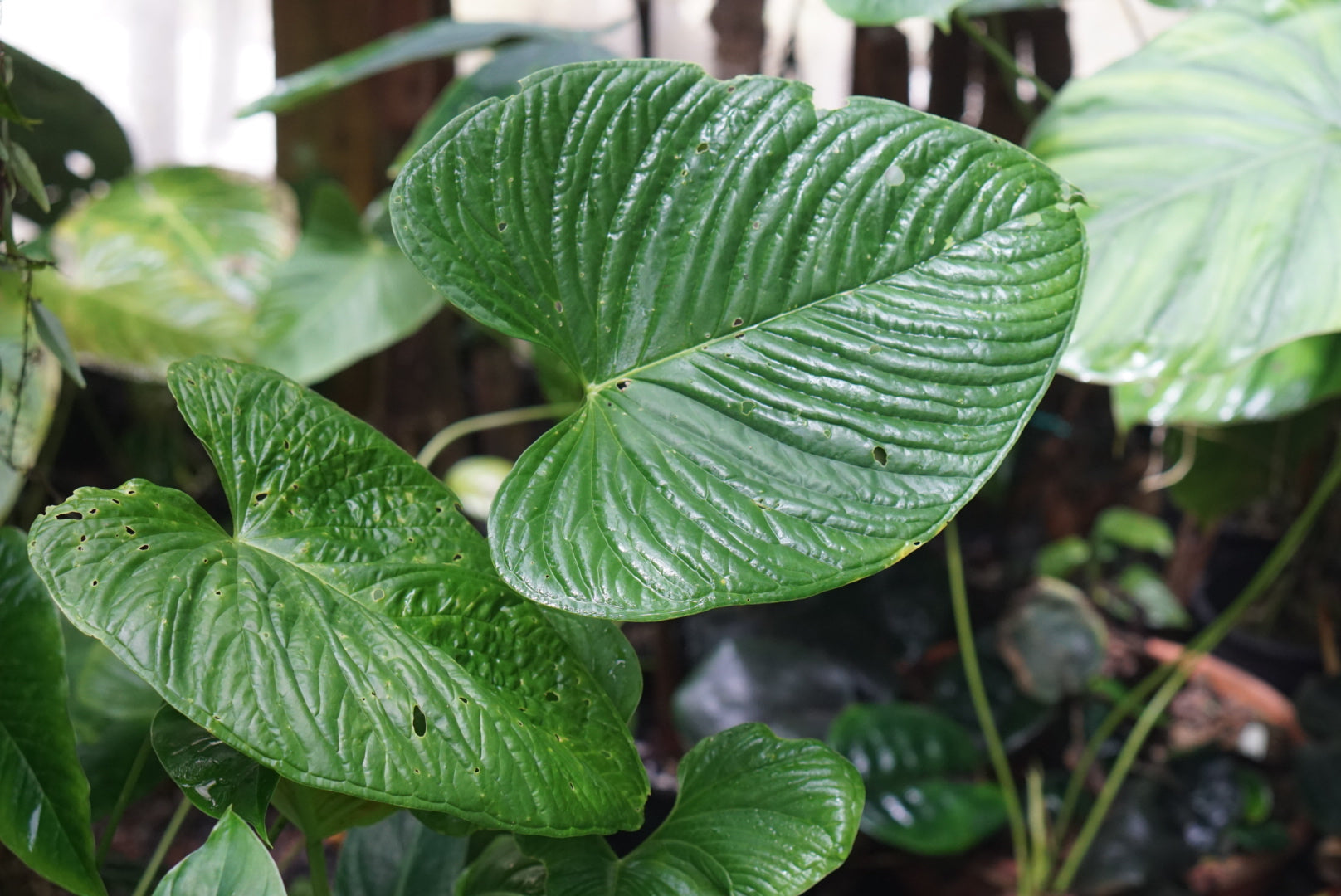 Anthurium aff. rugosum