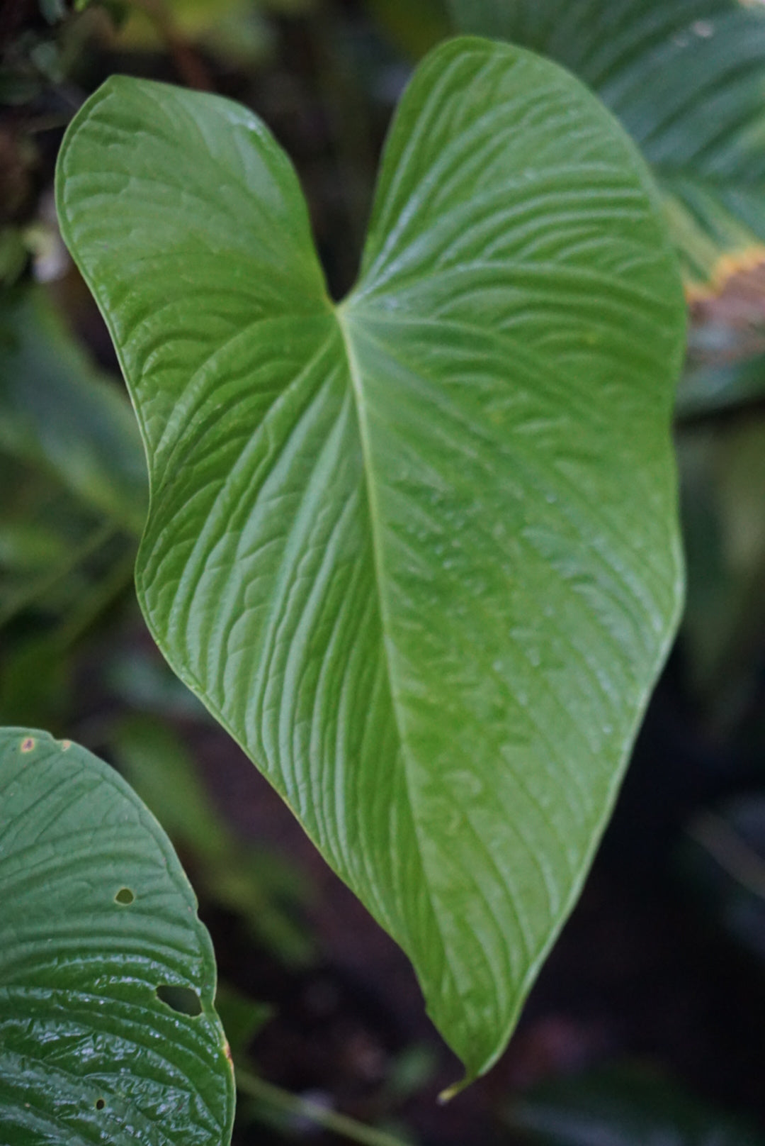 Anthurium aff. rugosum