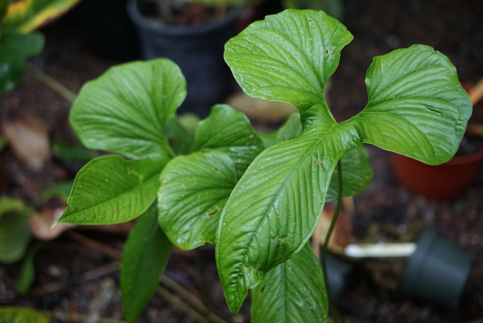 Anthurium draconopterum