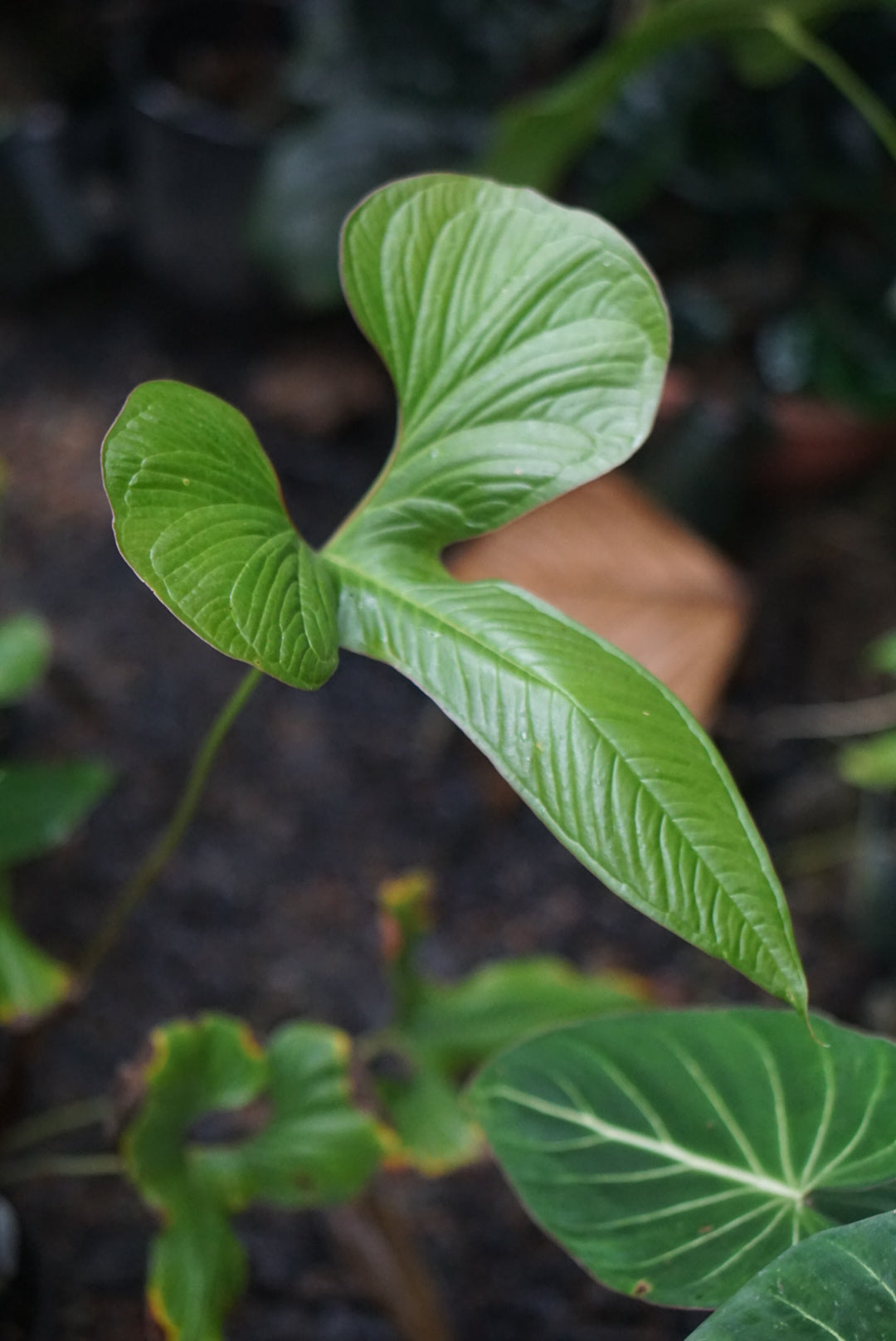 Anthurium draconopterum