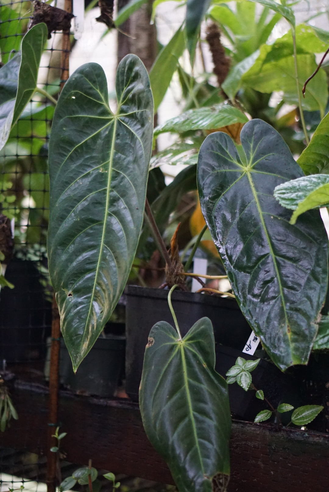 Anthurium metallicum