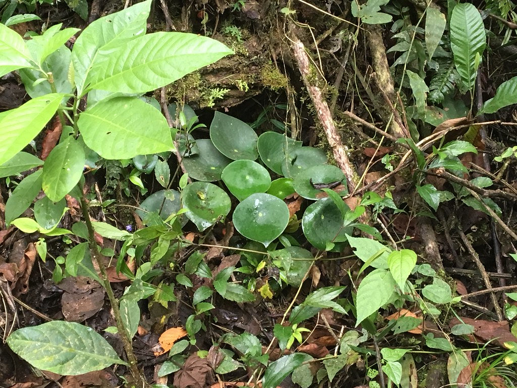 Peperomia polybotrya