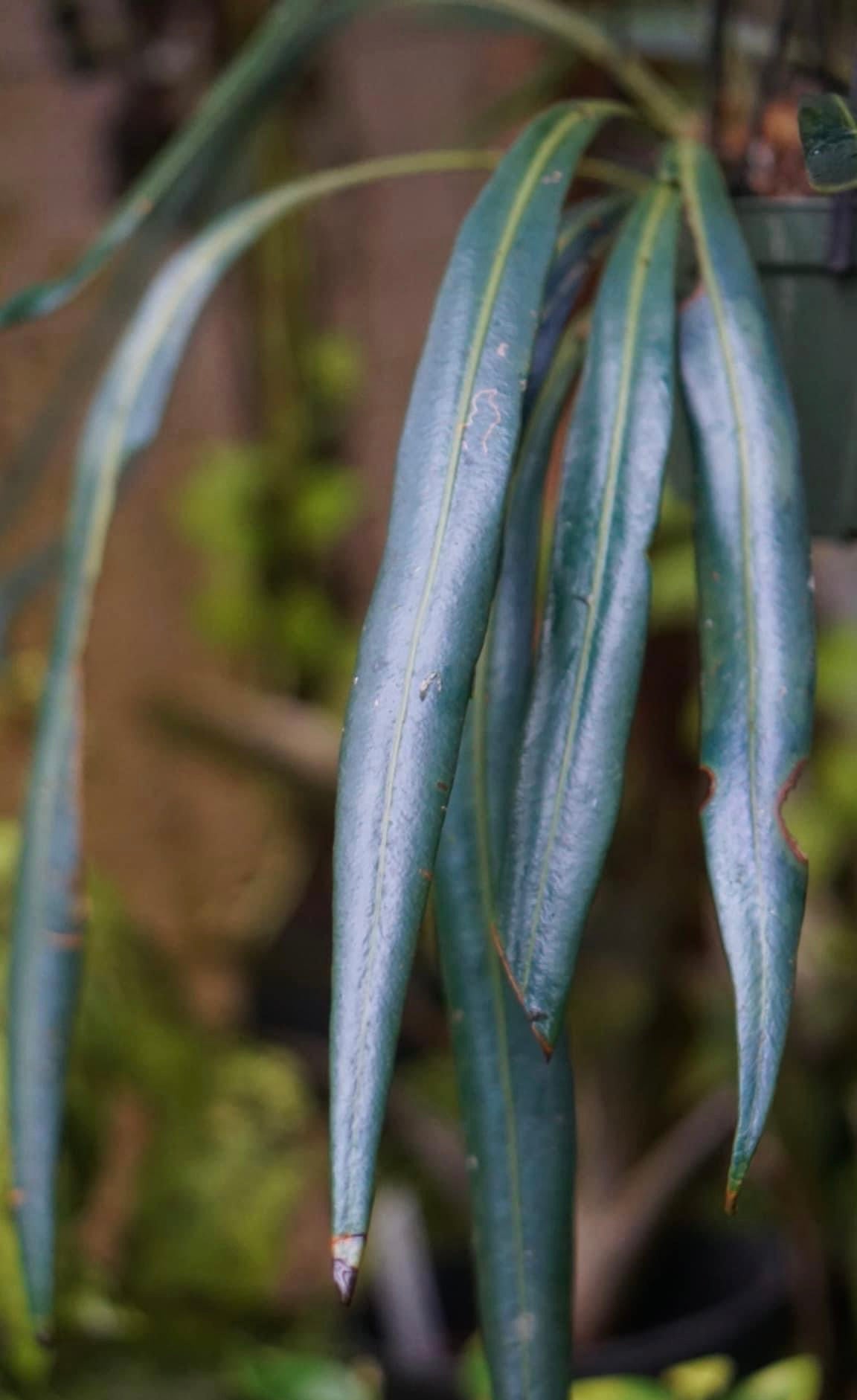 Elaphoglossum herminieri