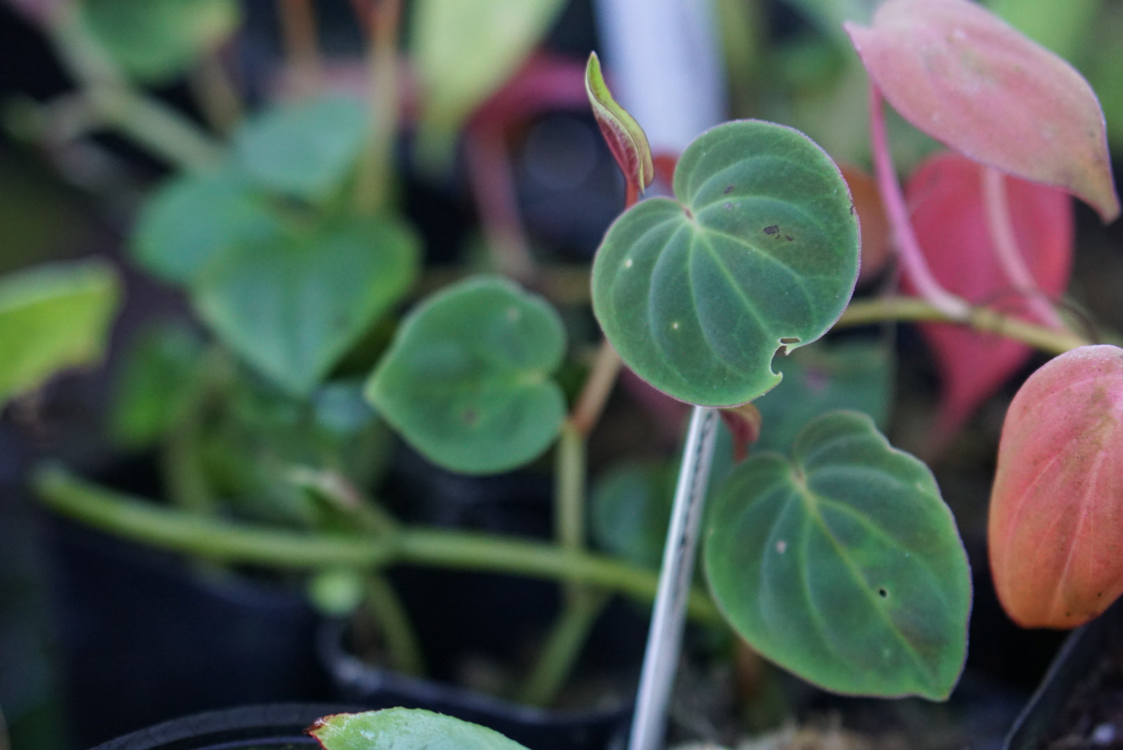 Peperomia crotolaphora