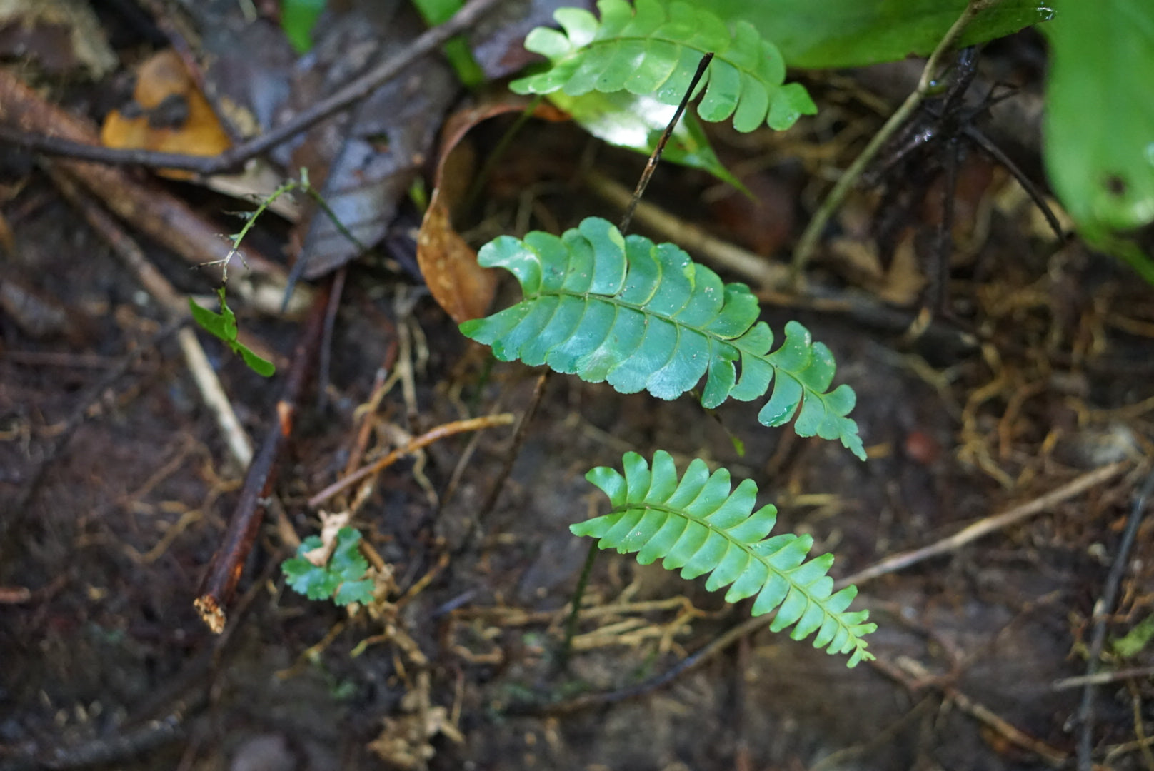 Lindsaea doryphora