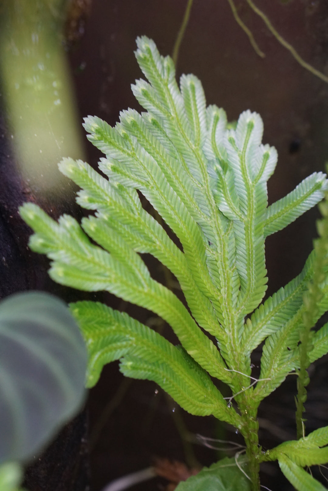 Selaginella bombycinum