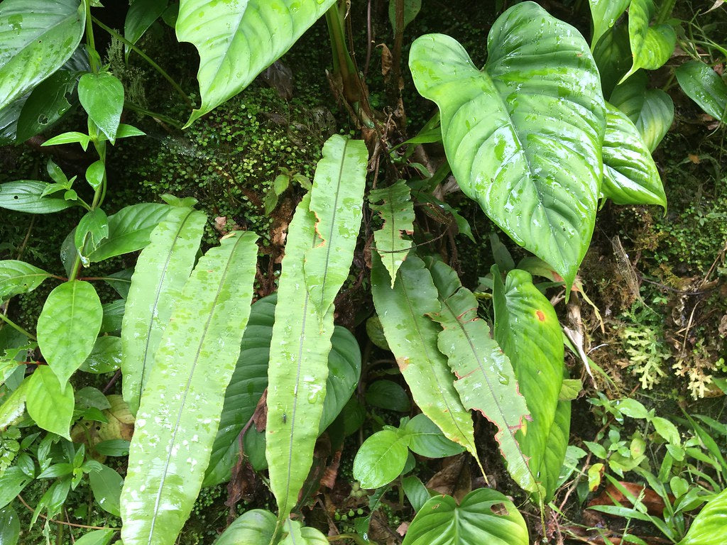 Oleandra sp. Amazonas