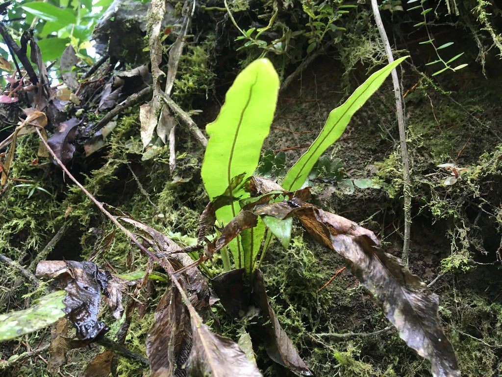 Asplenium serratum