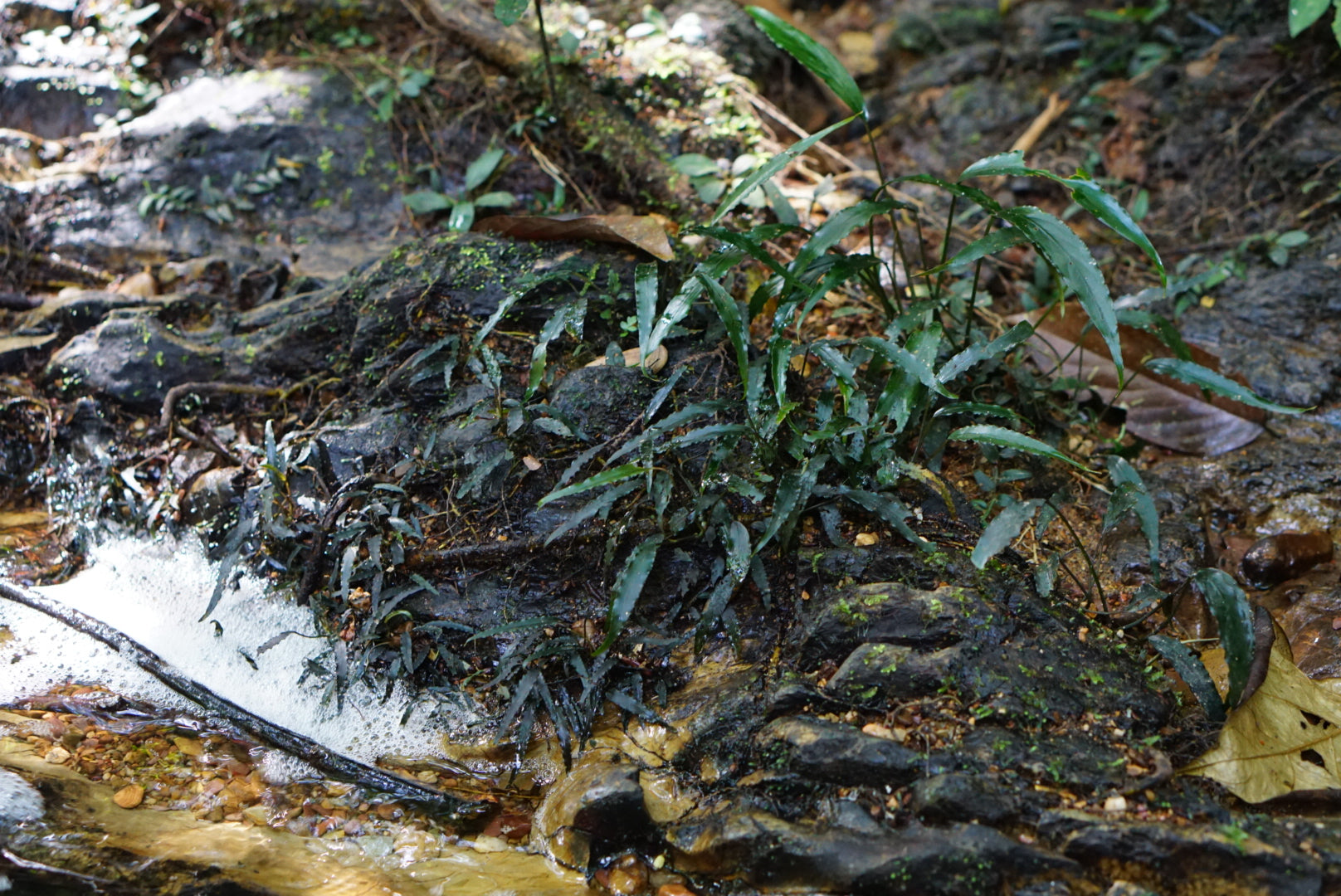 Schismatoglottis roseospatha