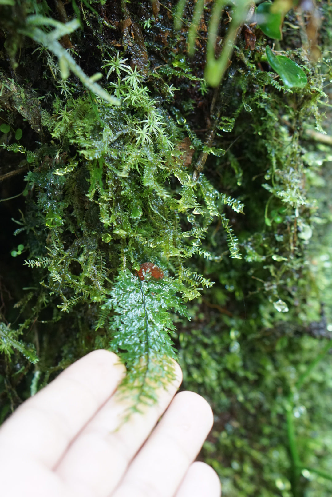 Hymenophyllum sp Napo