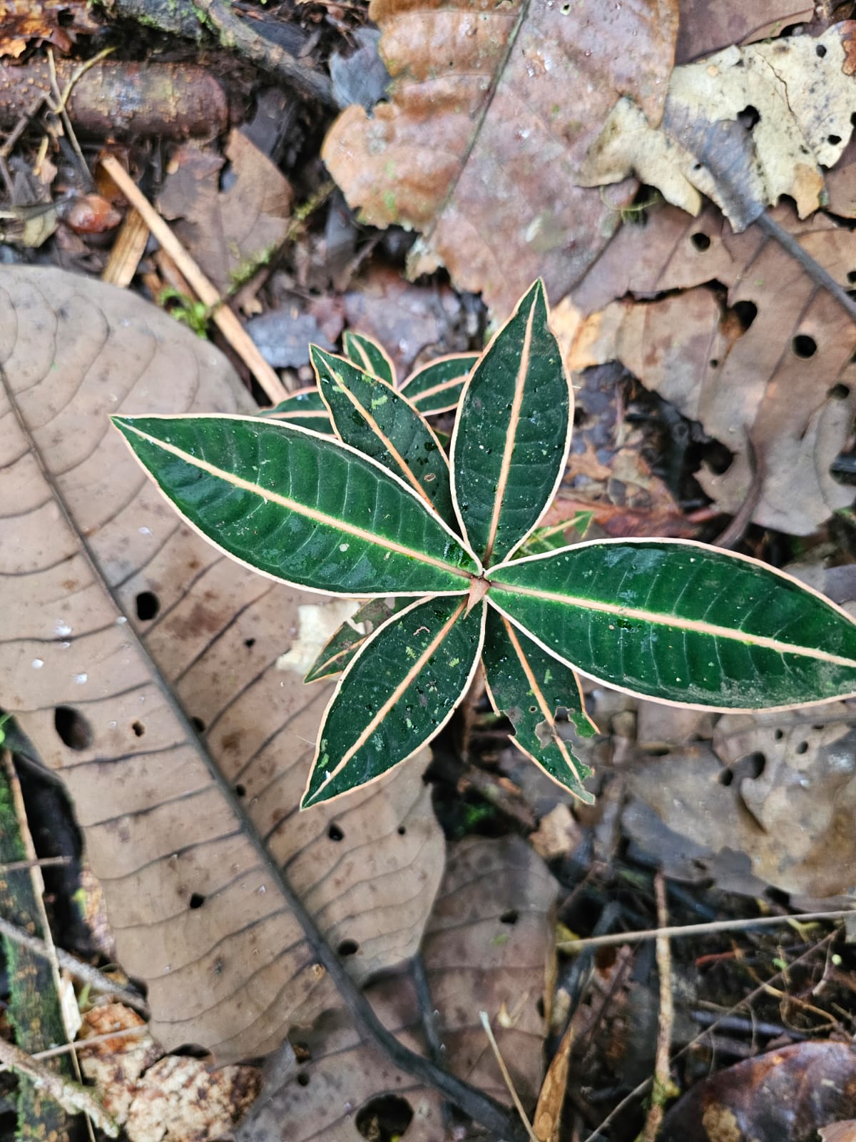 Palicourea sp Lita
