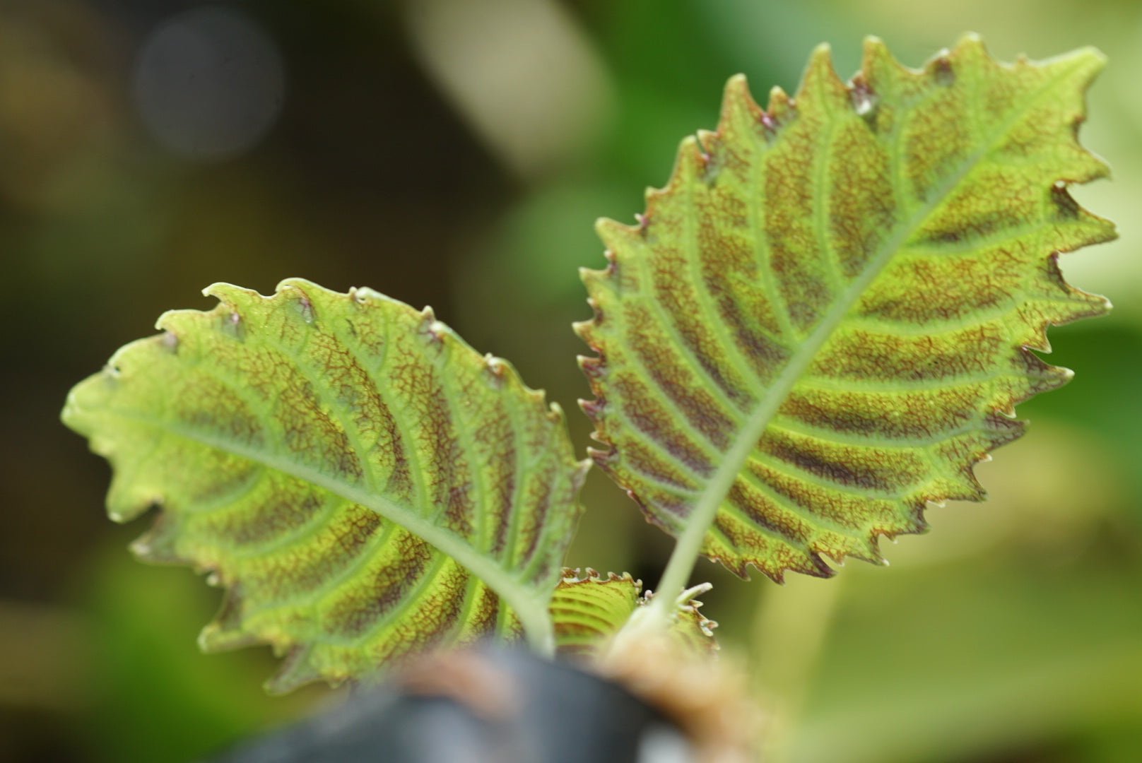 Burmeistera sp. Chocó