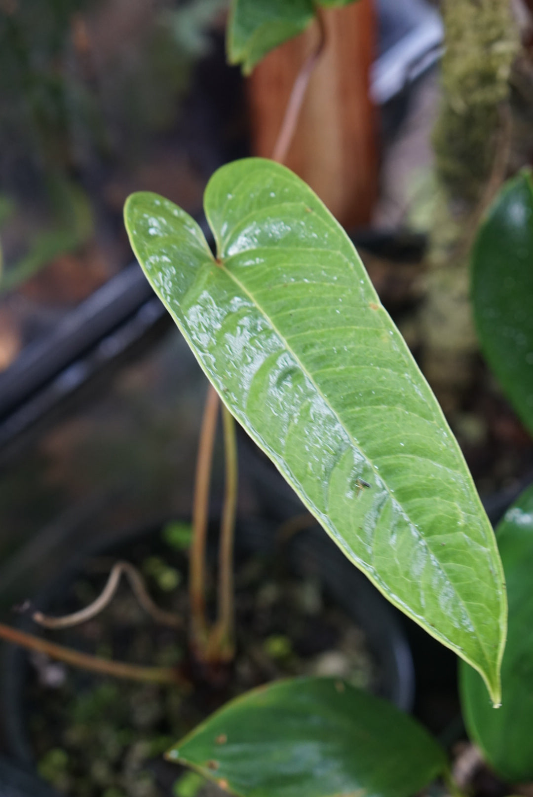 Anthurium flavolineatum