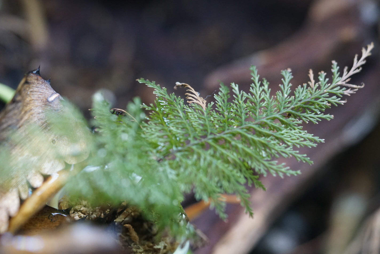 Trichomanes sp Morona