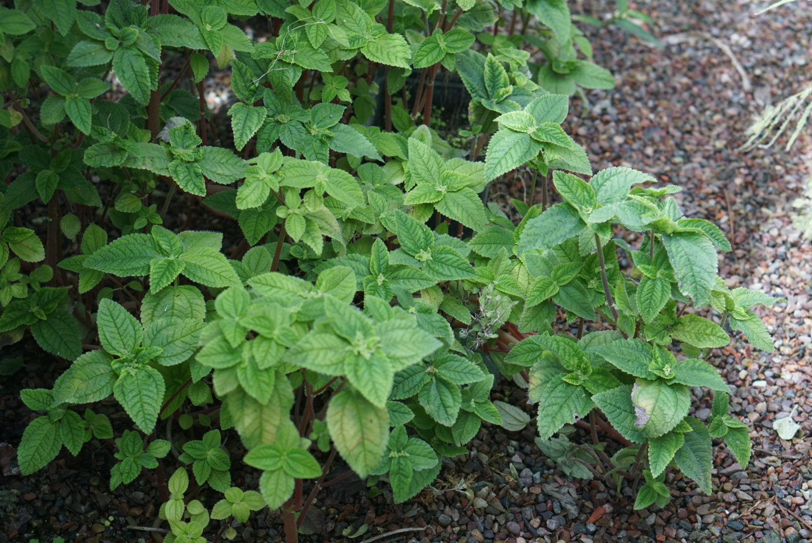 Pilea sp. Gualaquiza