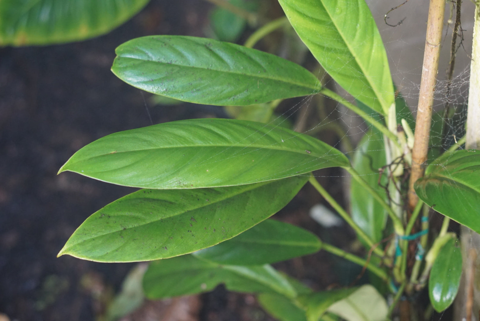 philodendron baudoese Philodendron baudoense