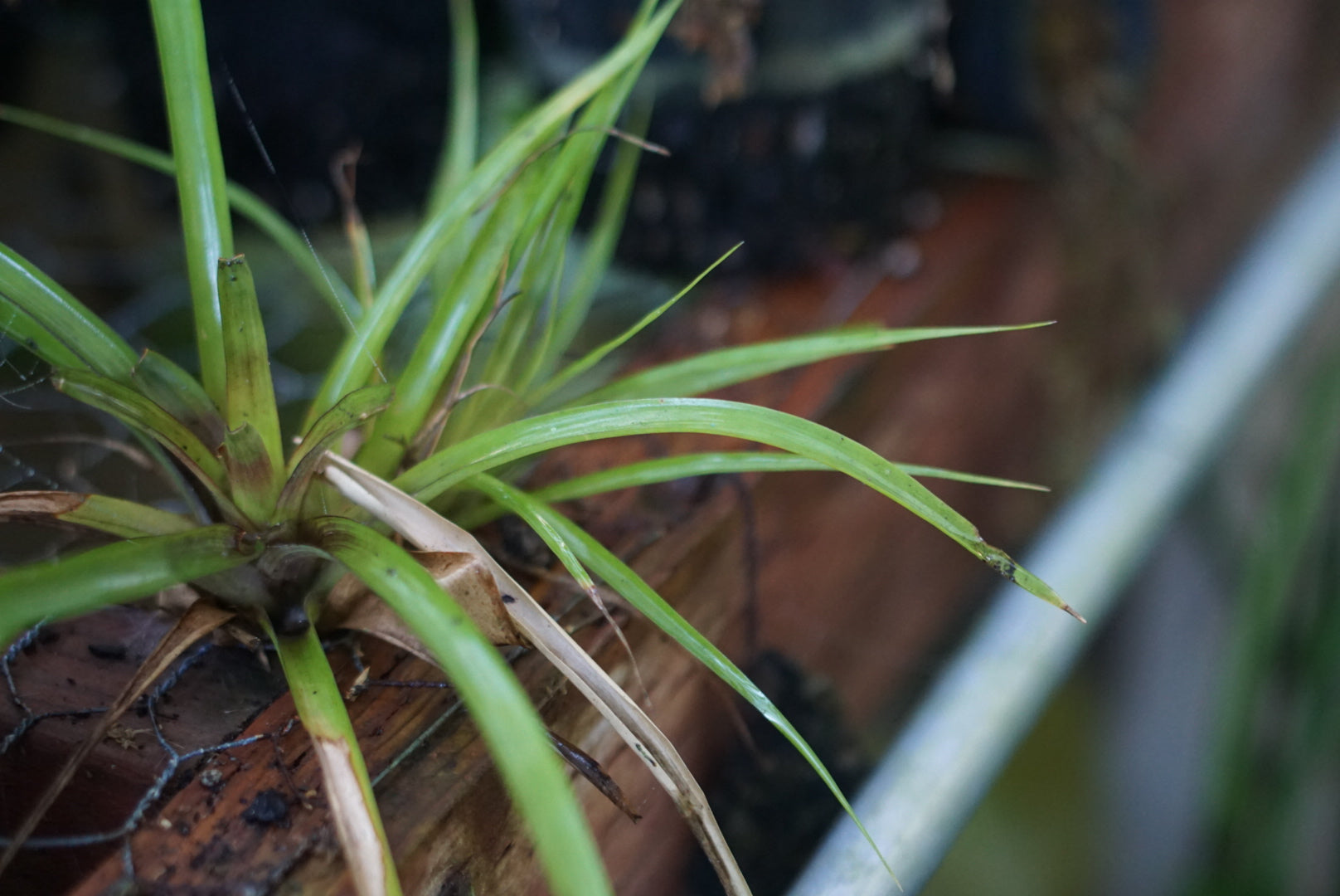 Tillandsia kegeliana