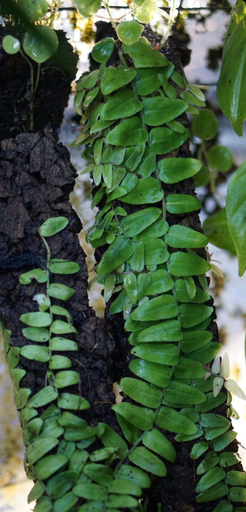 Marcgravia nepenthioides