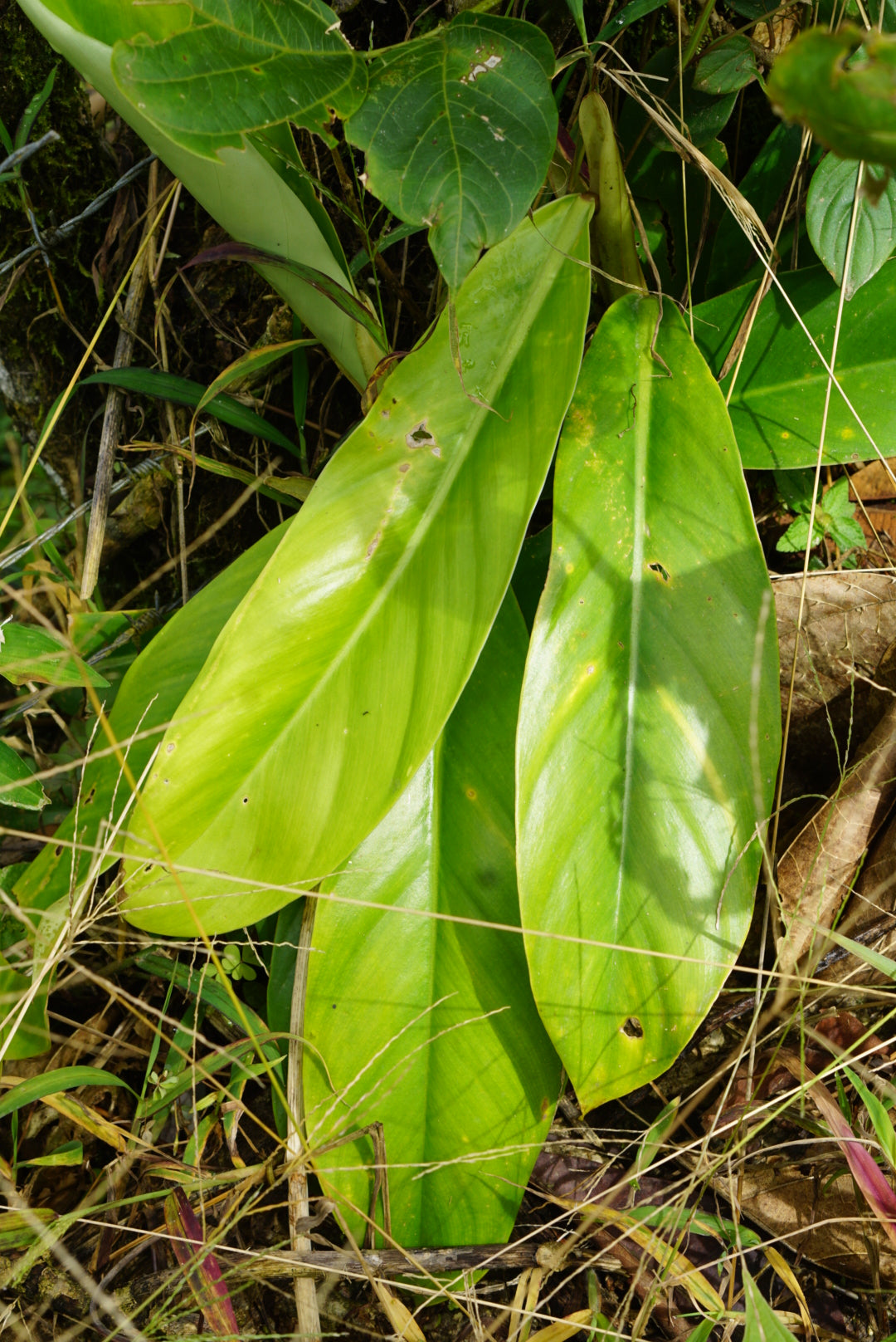 Philodendron sp. Mindo 1