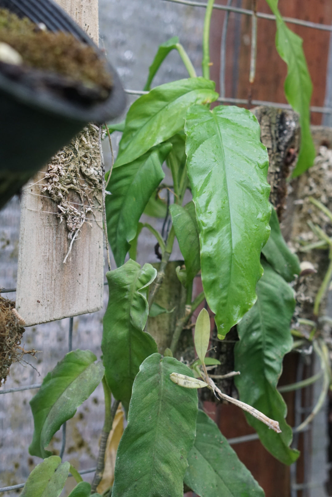 Philodendron sp. Panama 2 ABG