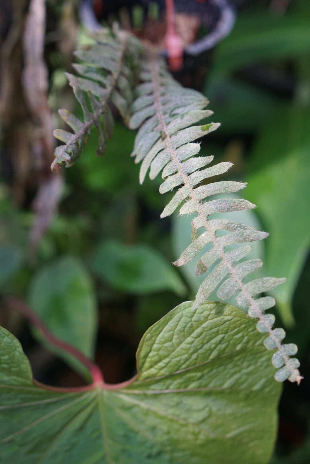 Polypodium bombycinum