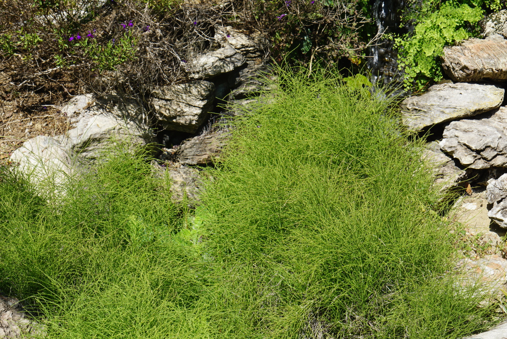 Equisetum arvense