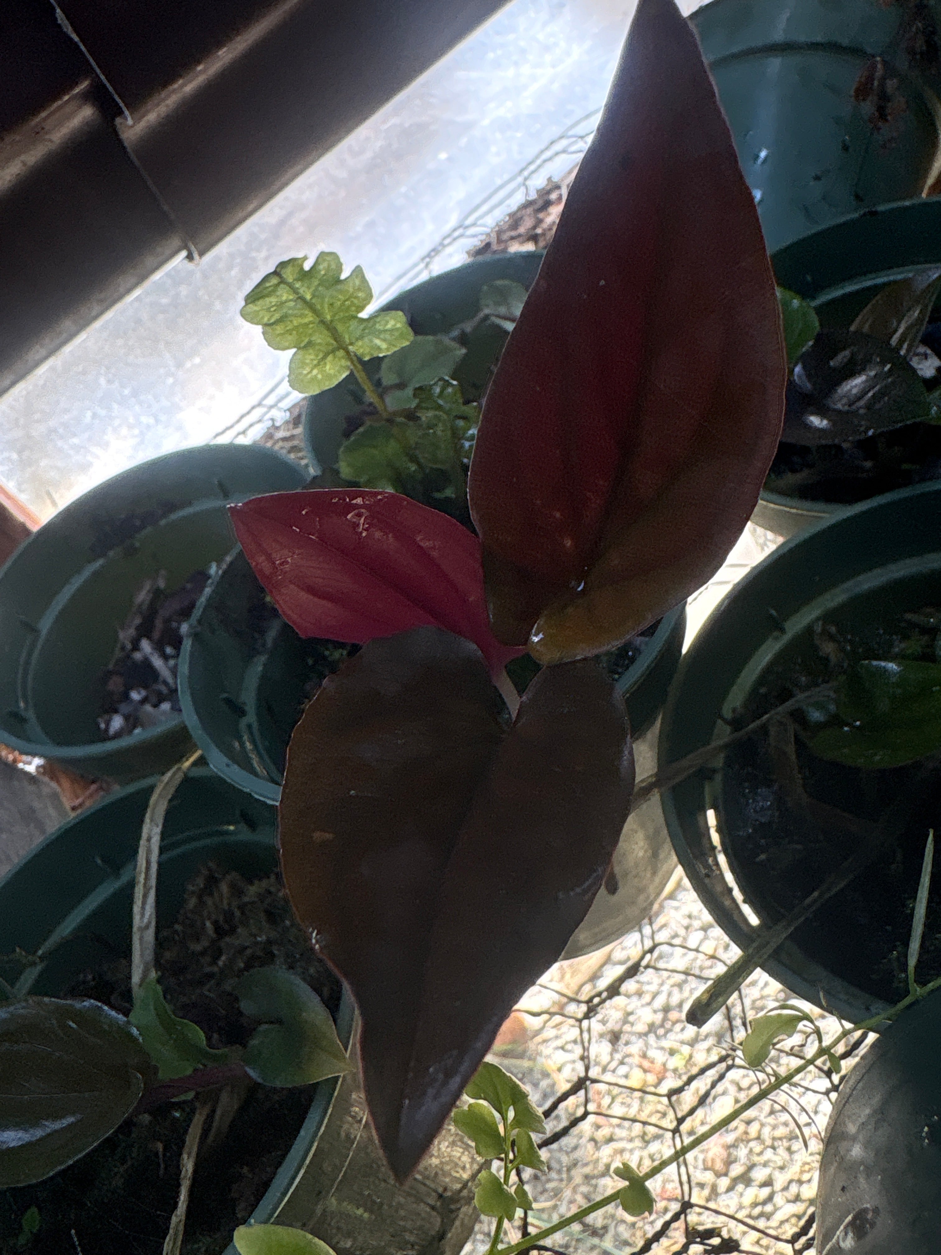Syngonium erythrophyllum