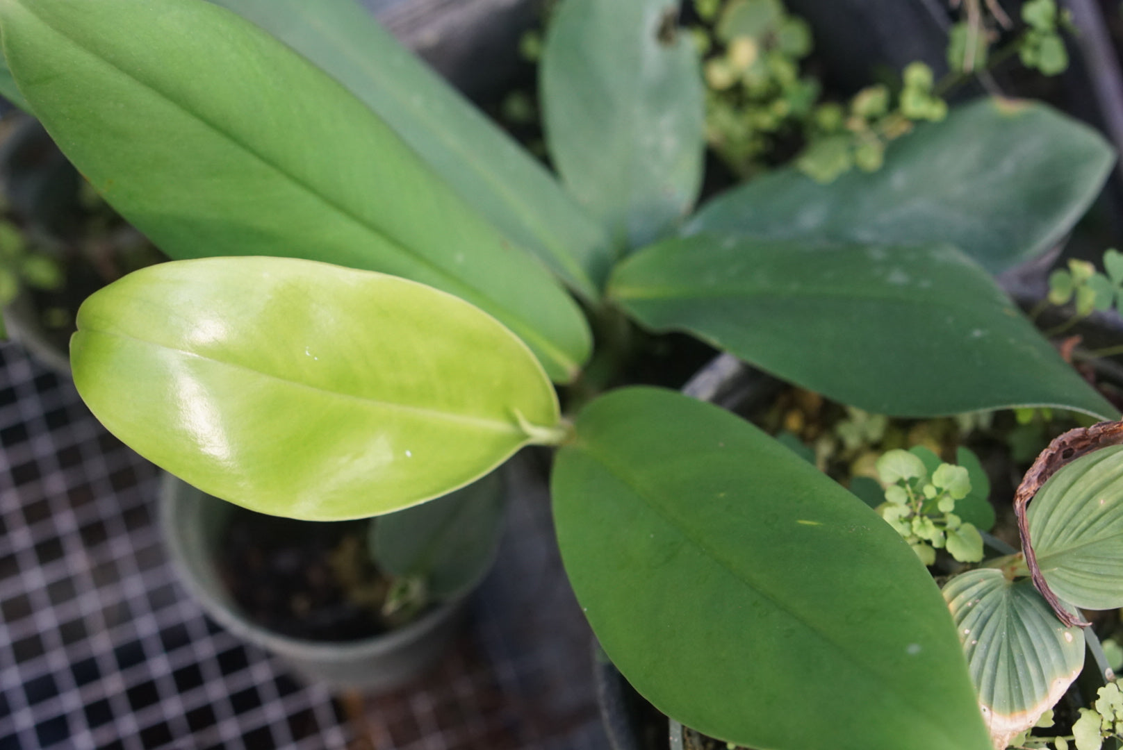 Rhaphidophora sp. Central Kalimantan