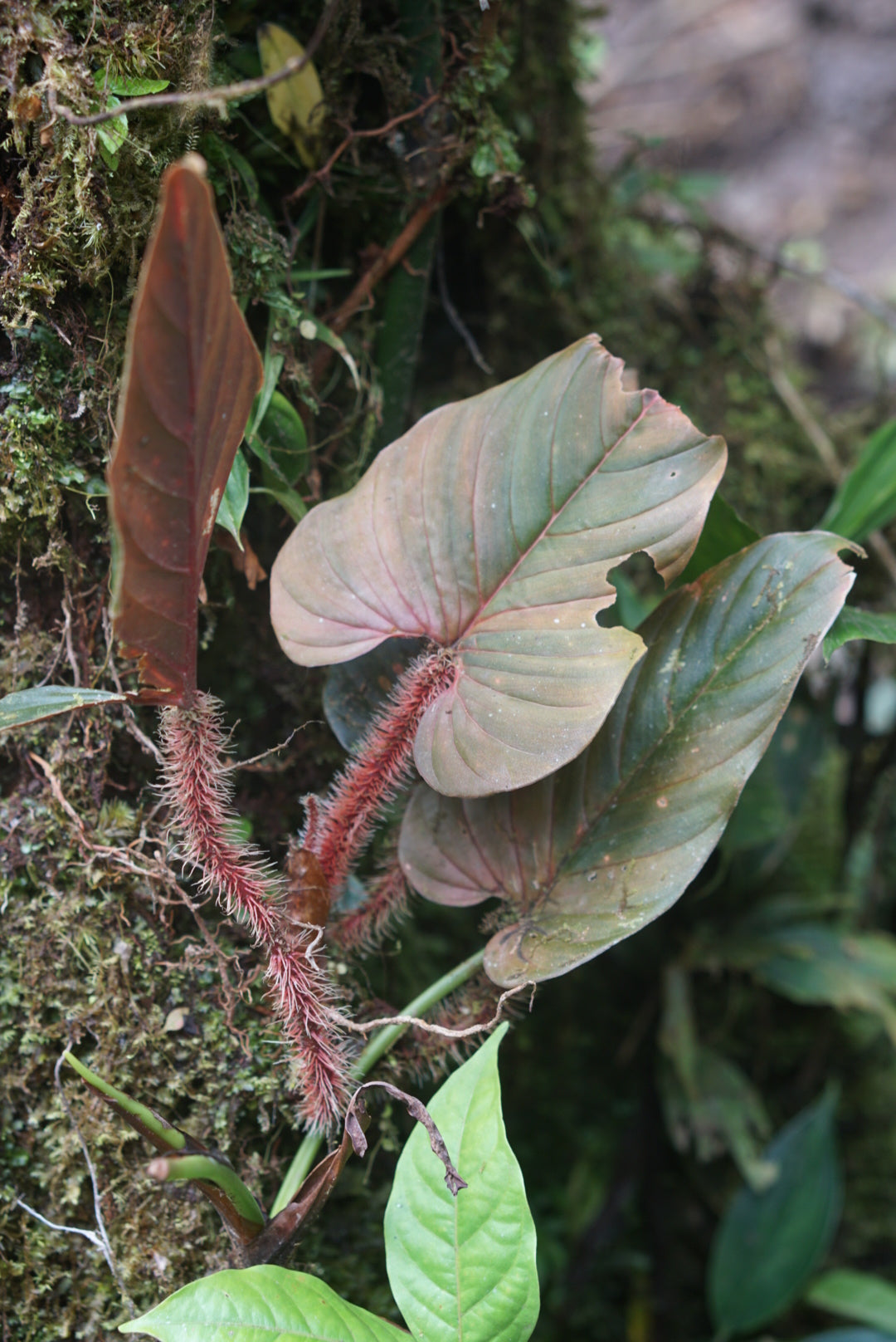 Philodendron Serpens