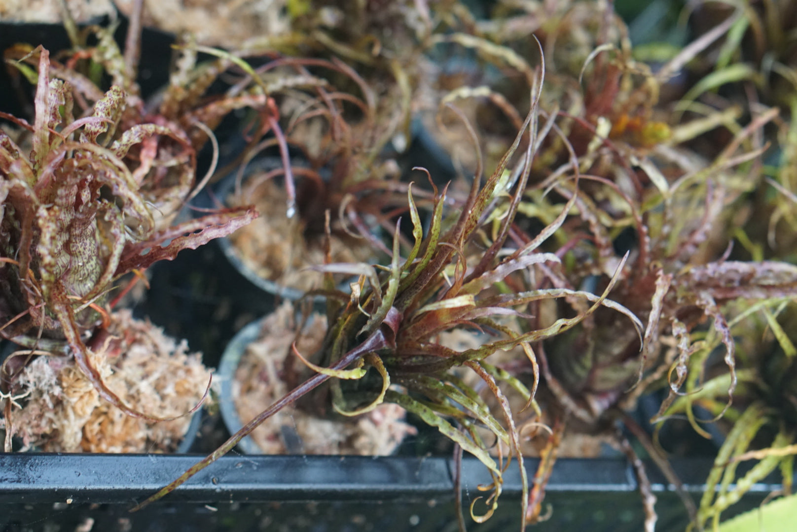 Racinaea crispa | Atlas Exotics