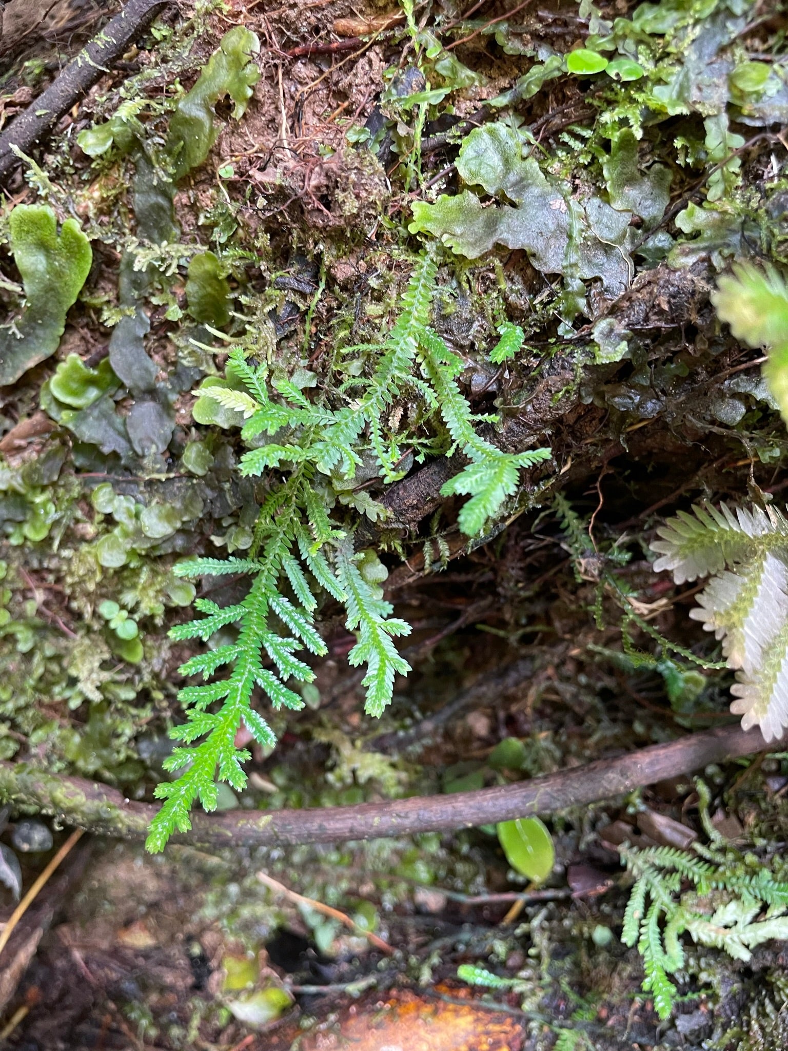 Selaginella sp. Napo 1