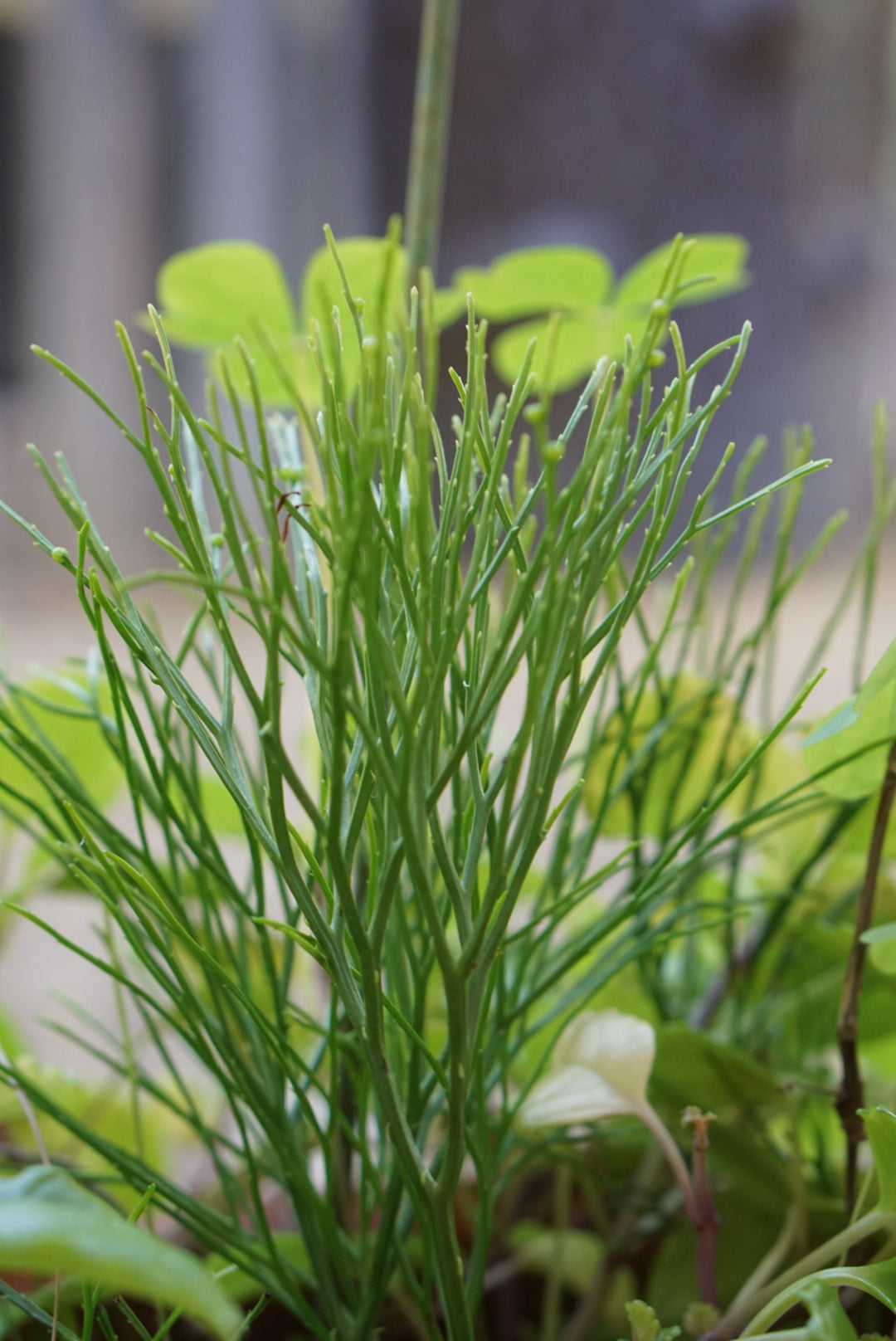 Psilotum nudum