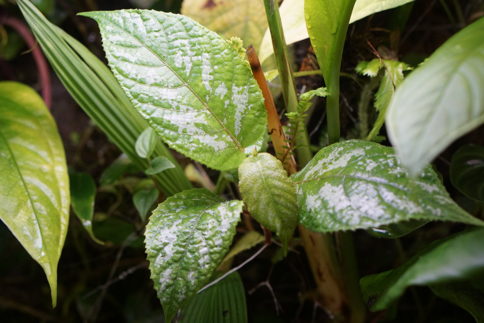 Cissus sp. Esmeraldas