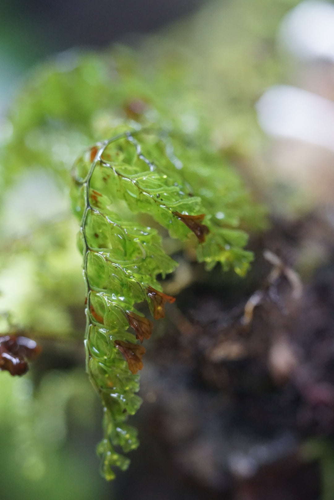 Hymenophyllum sp Moyobamba