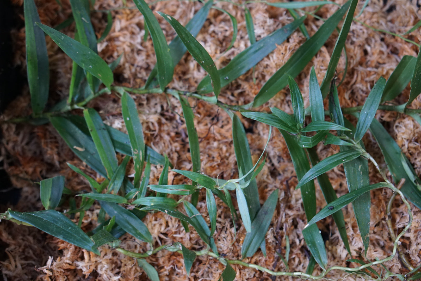 Pandanus(?) sp. Ecuador