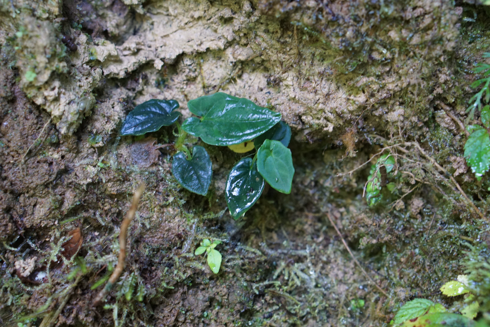 Chlorospatha sp. Napo