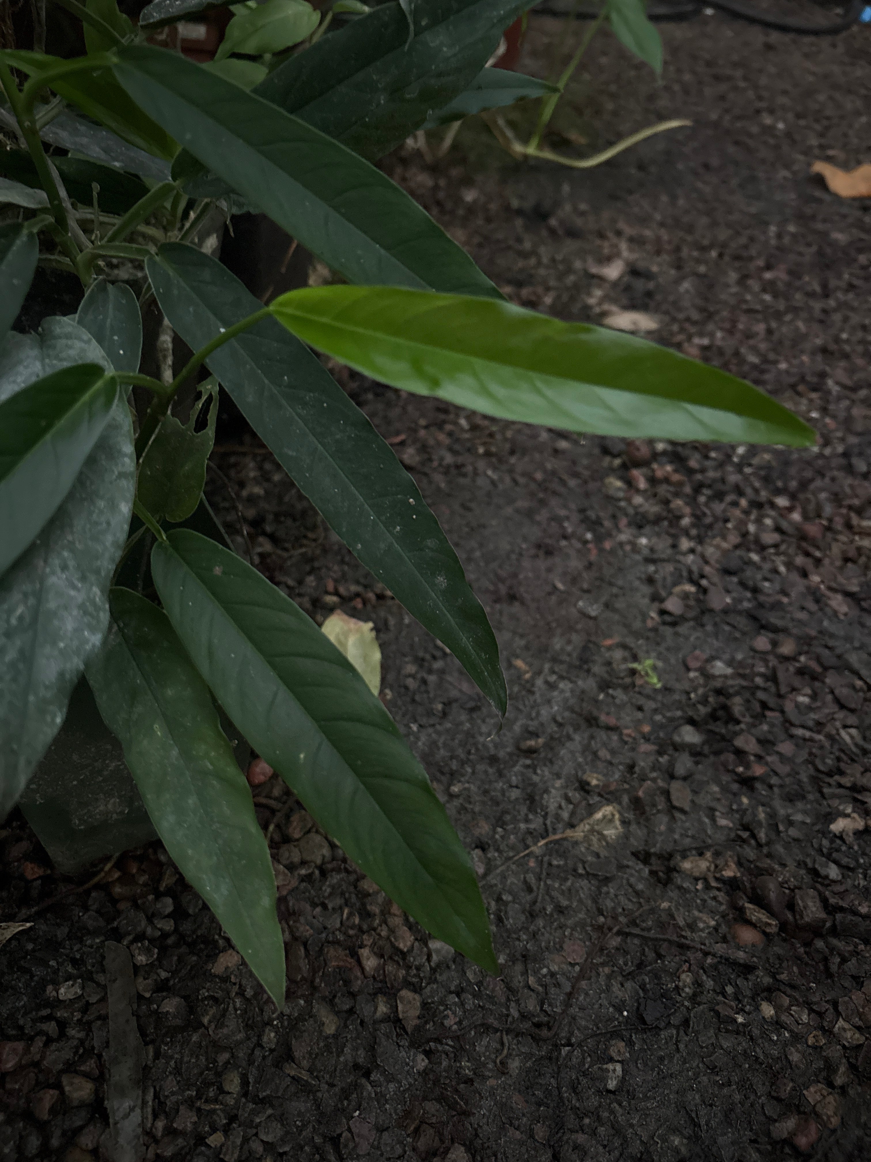 Philodendron sp. Panama 2 ABG
