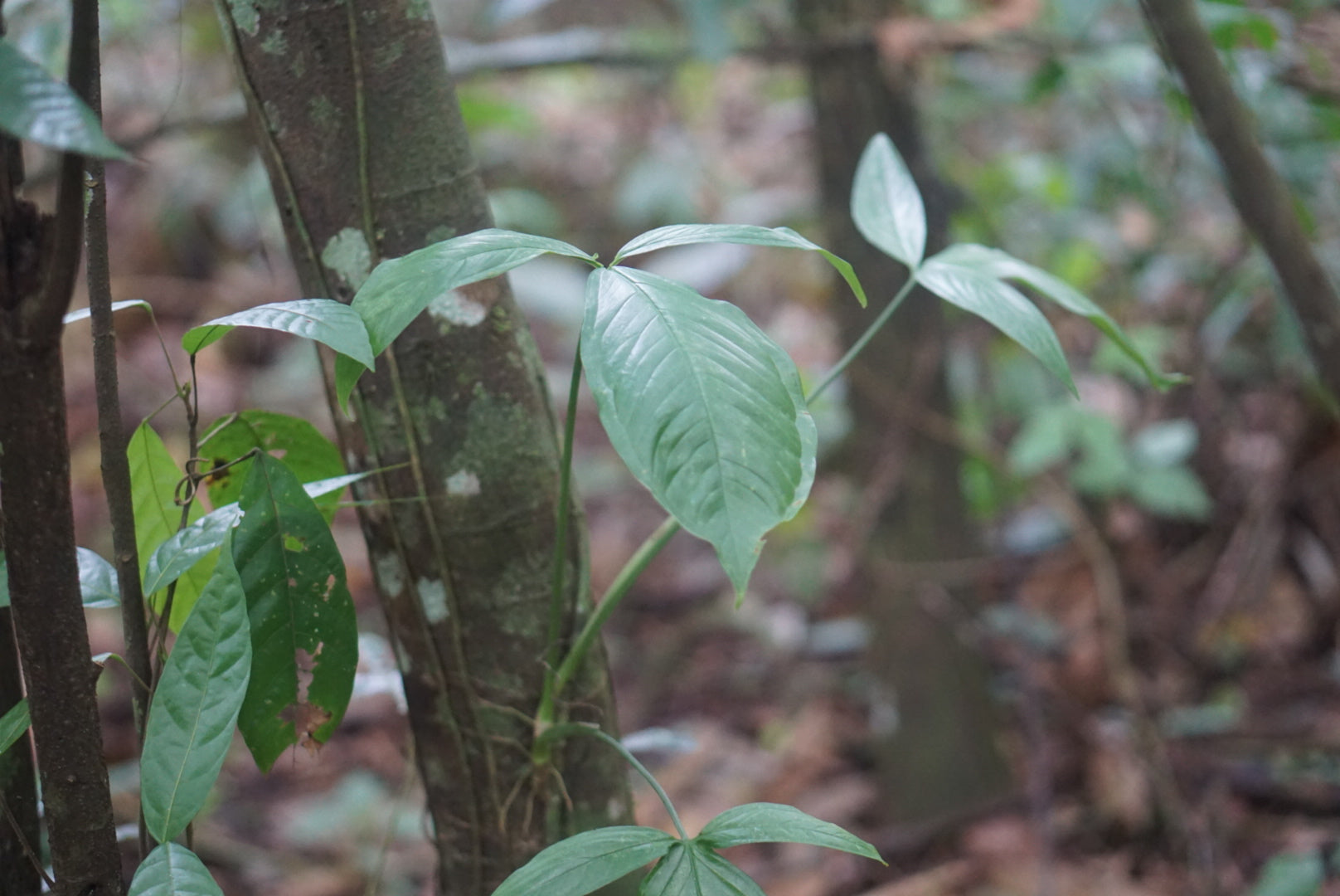 Syngonium sp. Puerto Quito 1