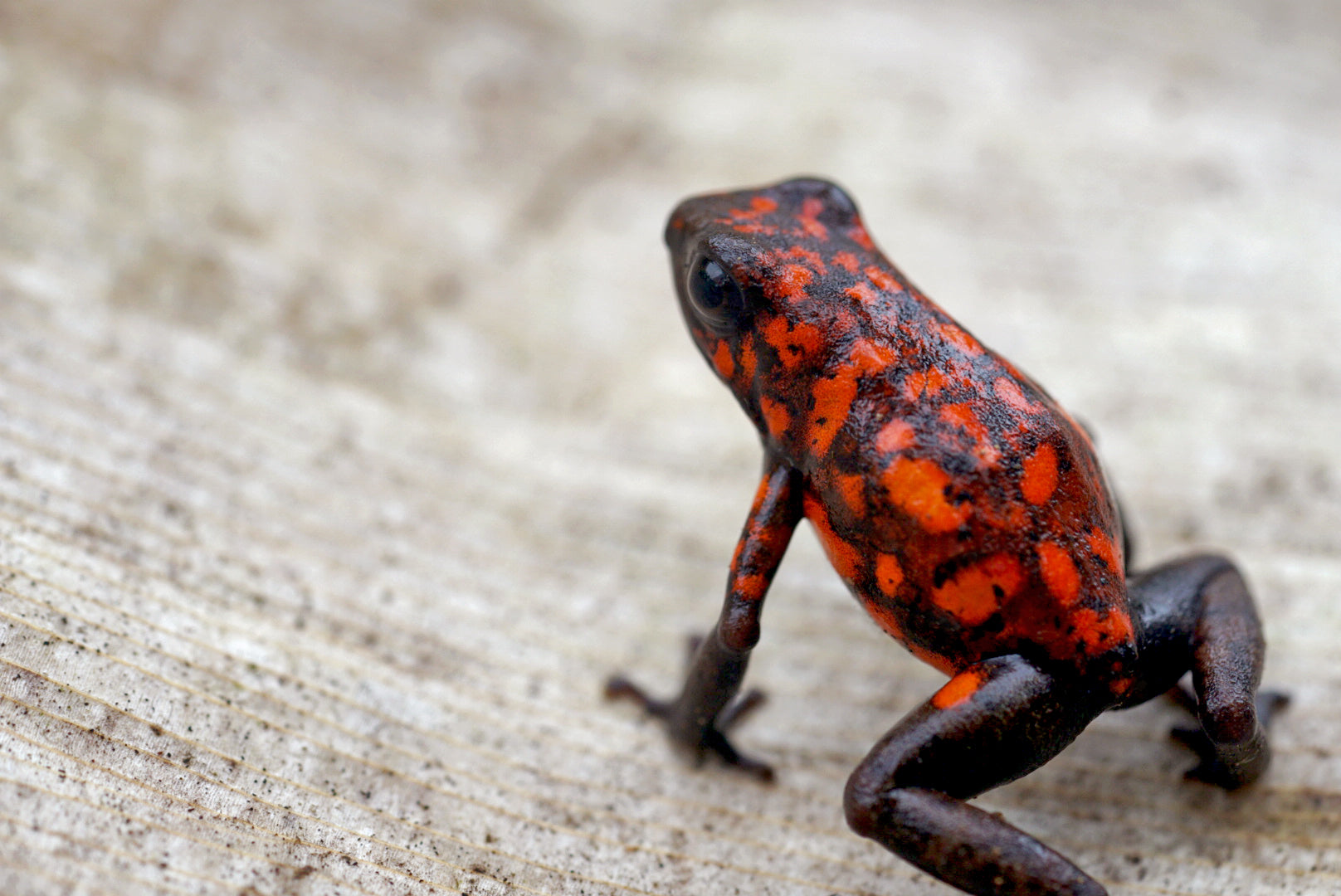 C045b05a ebdc 40be 9e18 a8ac1addaf08 aa4850ec ae8b 42c5 8efc 26d1d5cae18d